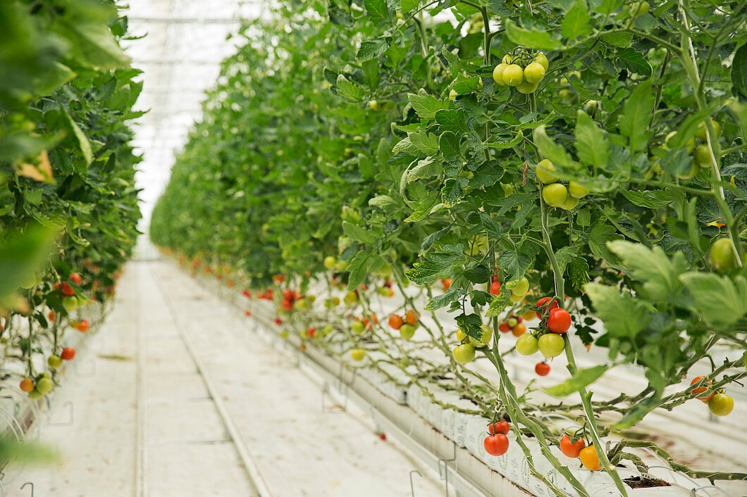 Zastosowanie i korzyści z użycia nawozów bogatych w magnez dla zdrowego wzrostu pomidorów